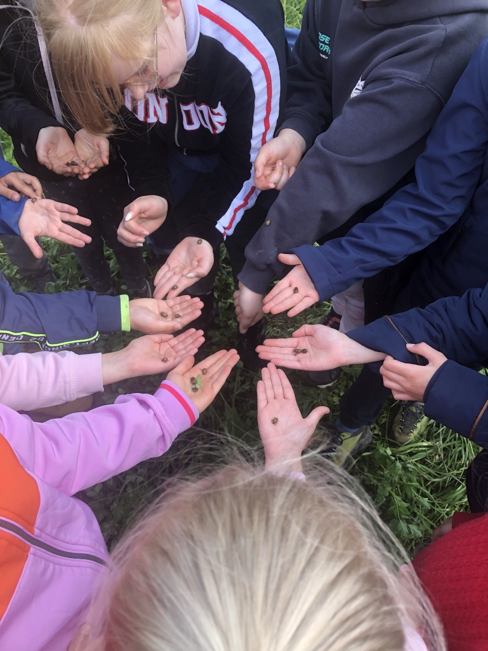 Bio, Landwirtschaft, Abo, Abokiste, Fleisch, Gemüse, Gemüsekiste, Bauernhof, Hof