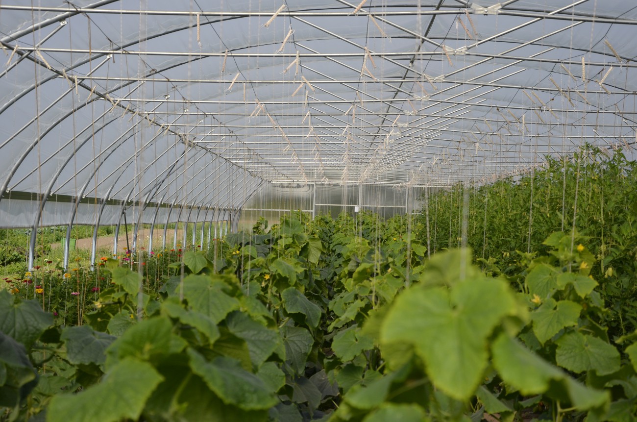 Bio, Landwirtschaft, Abo, Abokiste, Fleisch, Gemüse, Gemüsekiste, Bauernhof, Hof